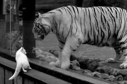 开云体育登录-暗夜银箭，巴林夜幕下，加维的指尖如何拨动F1新赛季的第一根琴弦