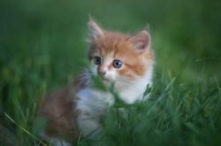 开云体育入口-逆转的意志，从NBA西决生死战到绿茵场上的爱尔兰奇迹