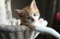 开云体育入口-时空错位之战，当库里身披骑士战袍对篮网轰下43分