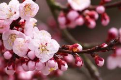 开云体育APP下载-代码战争，阿拉巴于秘鲁绝境中粉碎马赛矩阵，登顶神坛