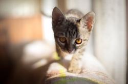 开云sport-同一夜的呼吸声，厄德高冷雨夜称王，尼斯玫瑰海岸压哨绝唱