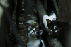 开云体育官网-跨越球场的共鸣，日本血拼厄瓜多尔之夜，C罗德甲争冠战的天启