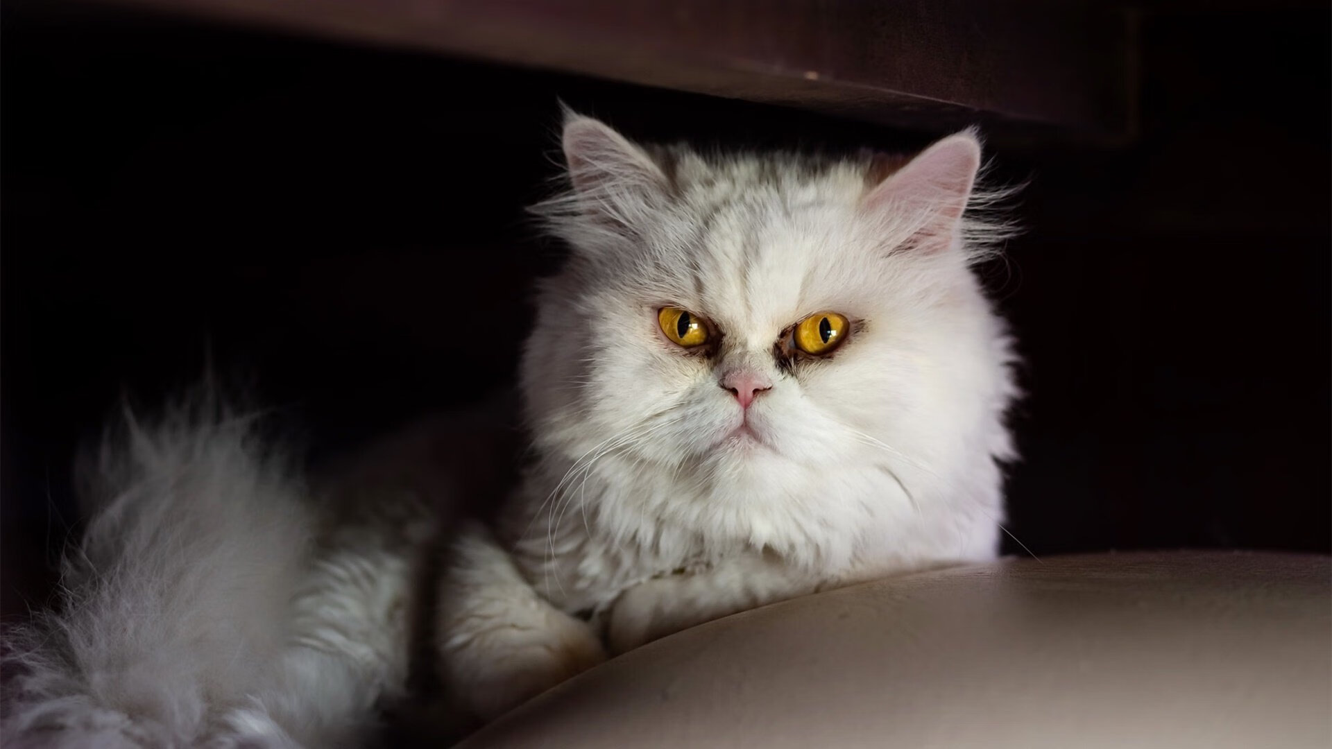 法比尼奥的锁链舞步,为何他是勒沃库森绞杀阿森纳的战术密钥?