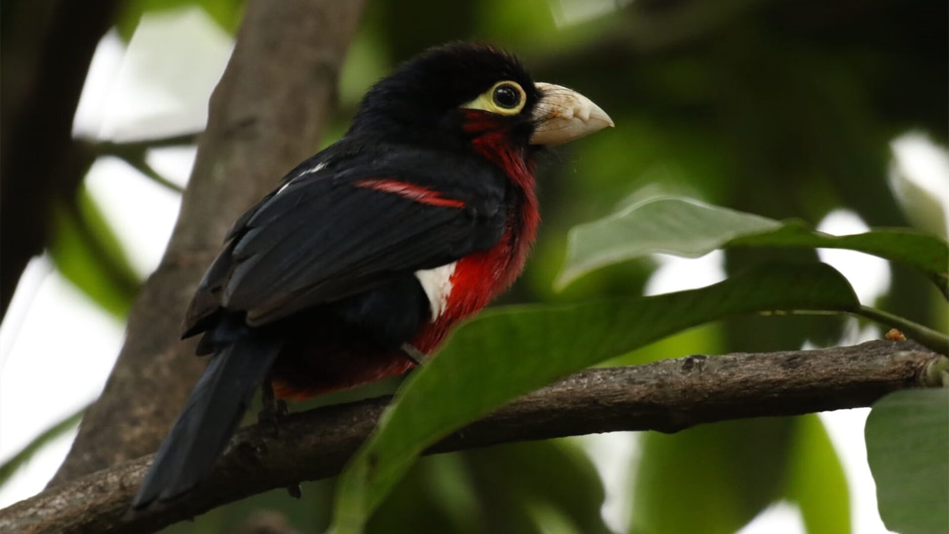 马赛的钢铁之心,当阿圭罗一肩扛起整个韦洛德罗姆球场