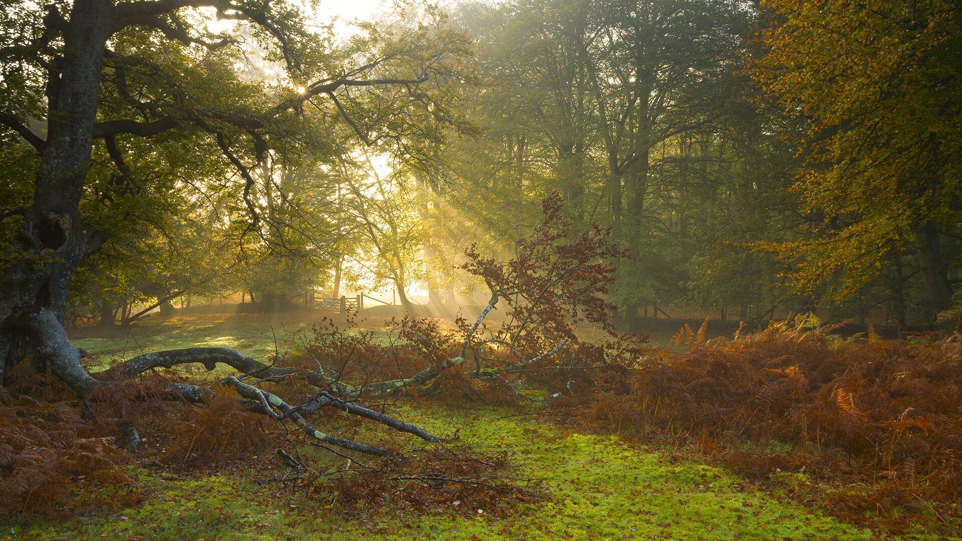 巴西星光下的掌控者，楚阿梅尼欧冠淘汰赛主宰，皇马送走那不勒斯