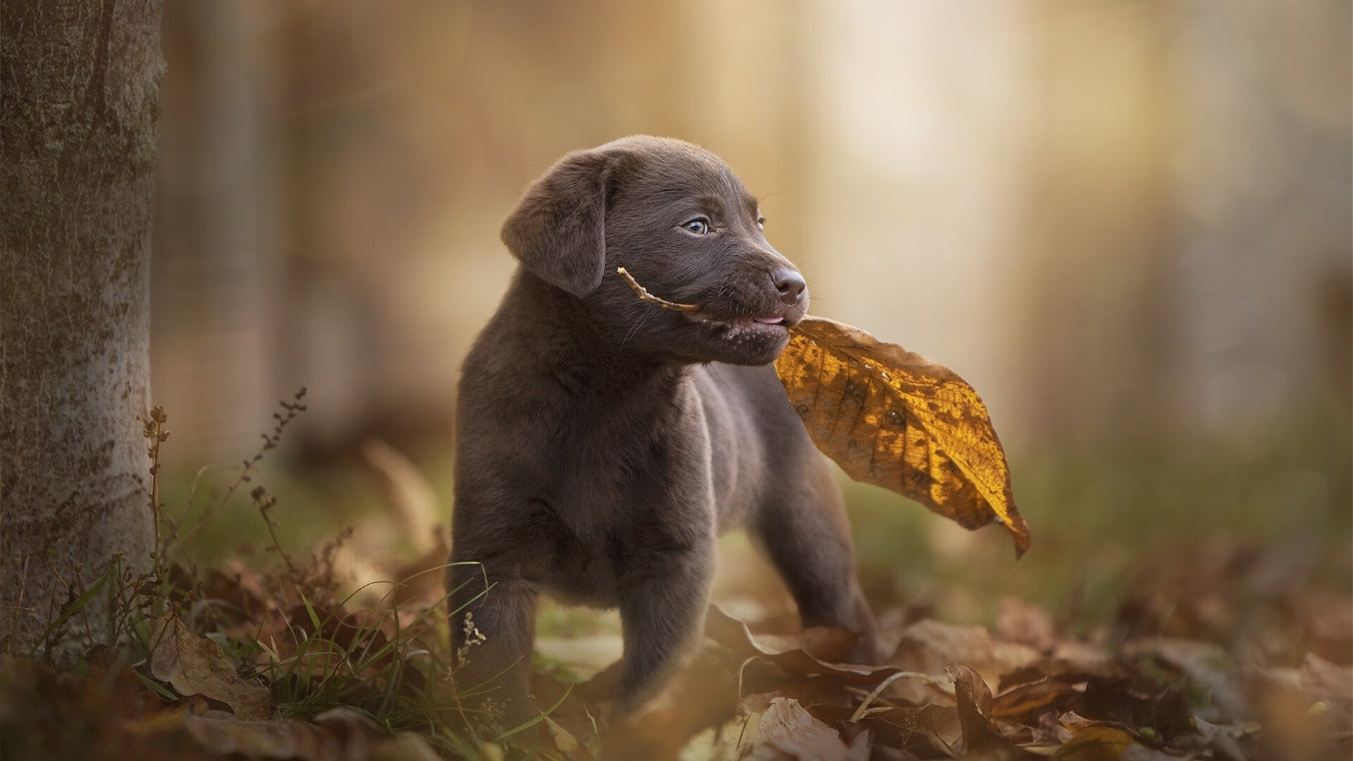 绝杀！尤文奇迹之夜，沉默英雄奥亚尔萨瓦尔的致命呐喊