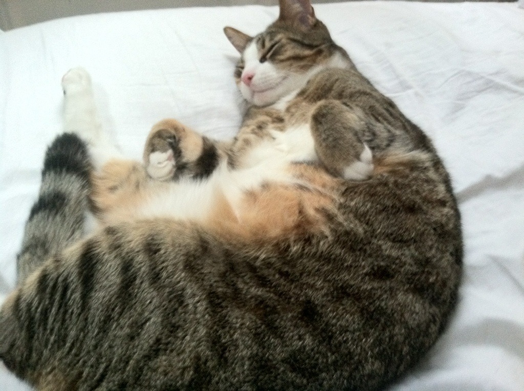 窒息时刻!五公分的永生,猛龙最后一投背后的生死抉择