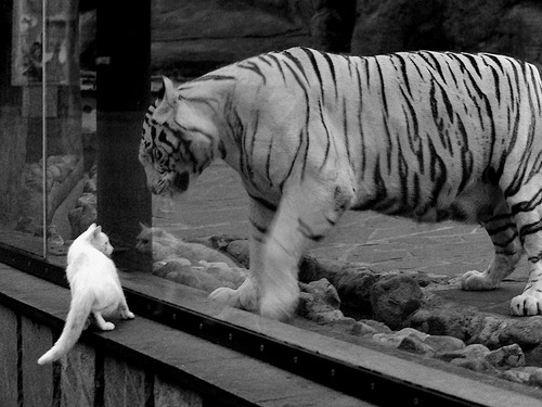 暗夜银箭，巴林夜幕下，加维的指尖如何拨动F1新赛季的第一根琴弦