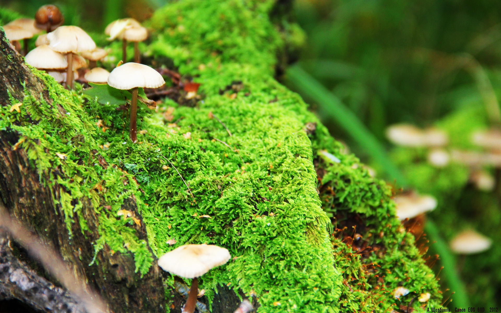 破界之战，当NBA季后赛的硝烟，遇见摩洛哥足球的塞维利亚之夜