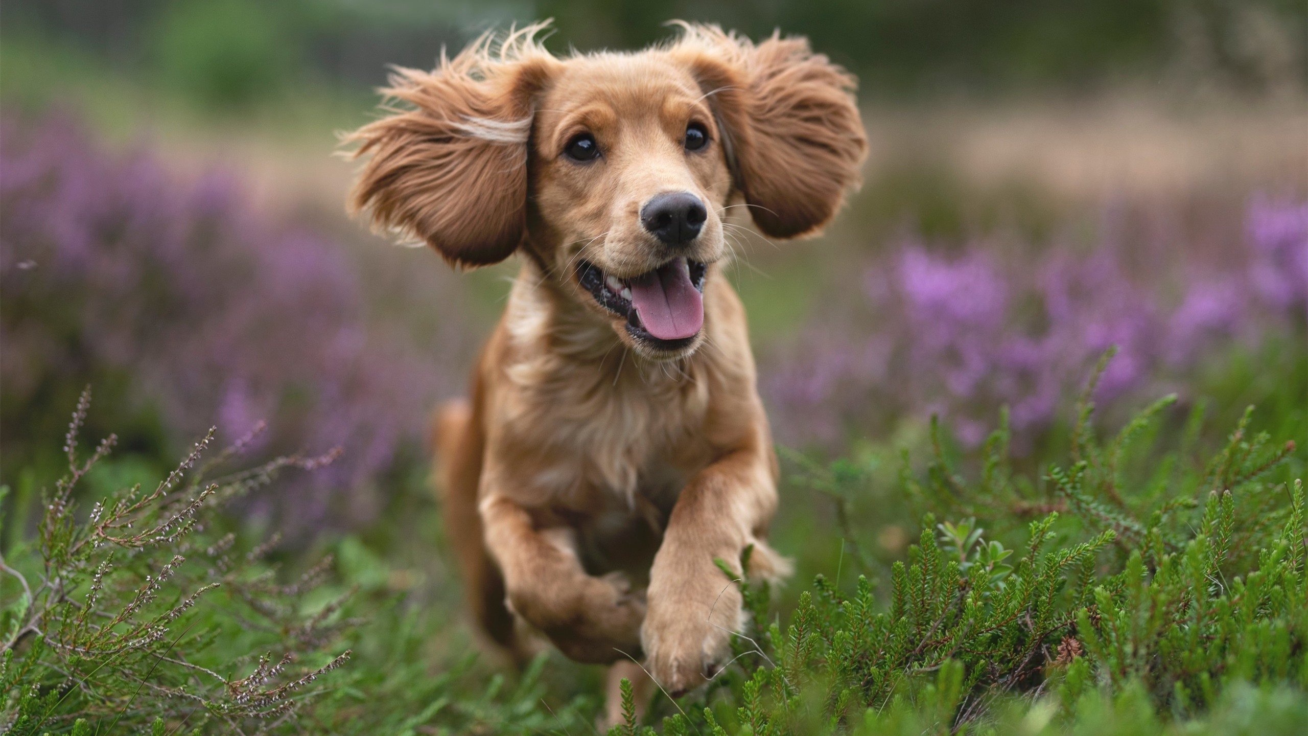 当东方猛虎遇上西方巨塔，武切维奇如何用一场比赛定义现代中锋