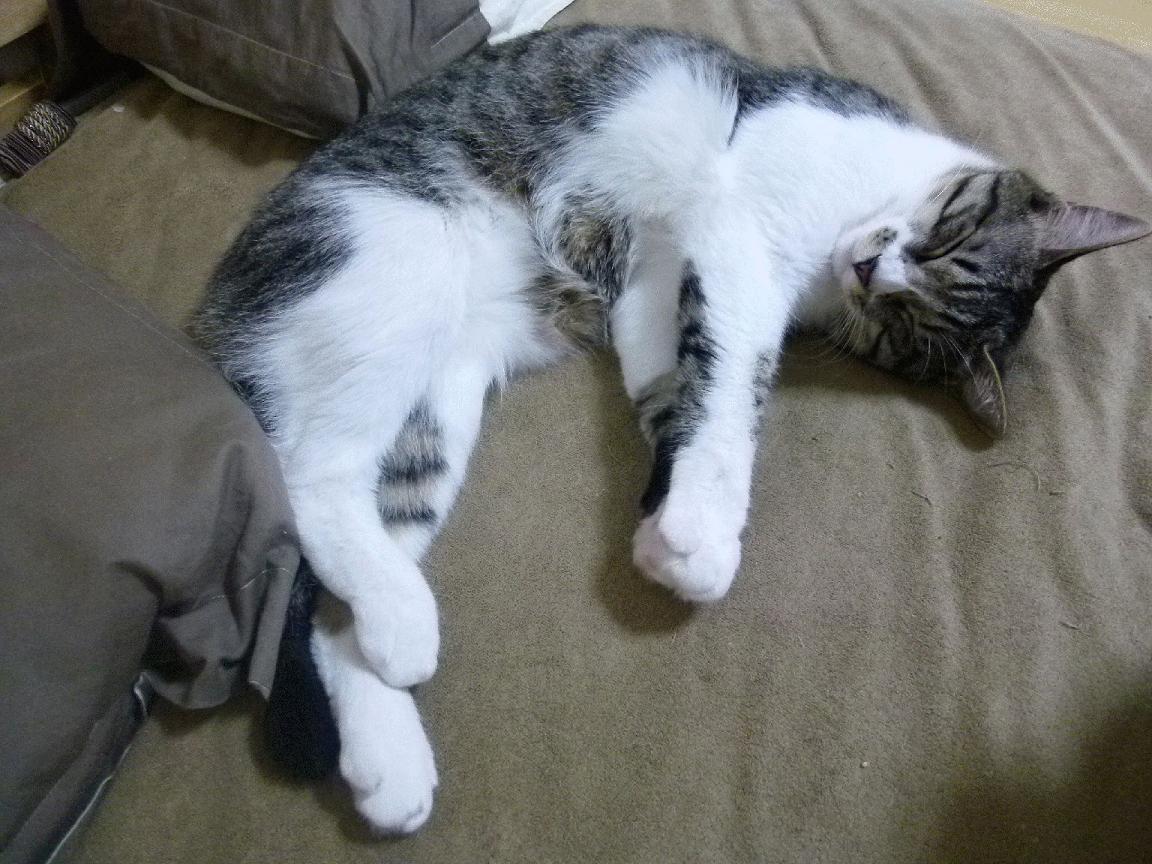 齿轮与尖刀，独行侠战术体系如何为德罗赞铺就主宰之路