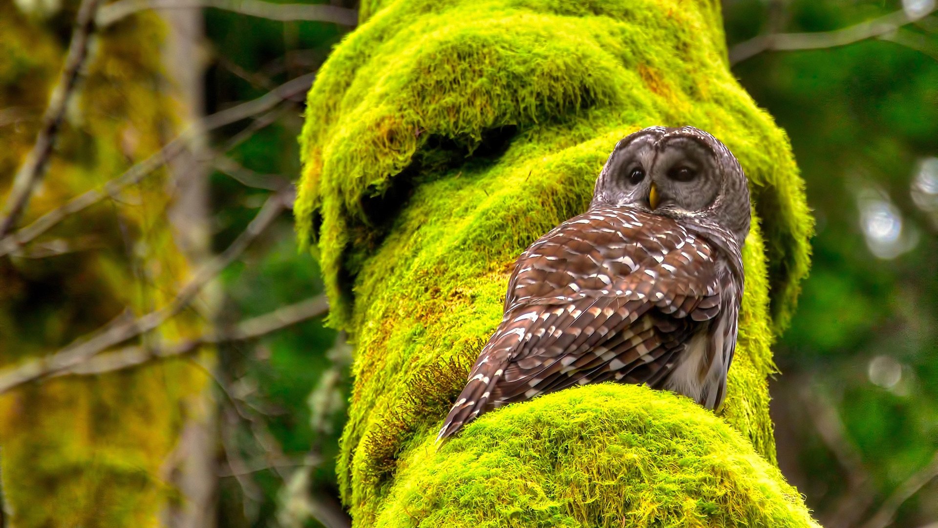 银河中，一颗新星诞生了，当上海队灯光照亮雄鹿的夜，米切尔的冠军时刻绽放