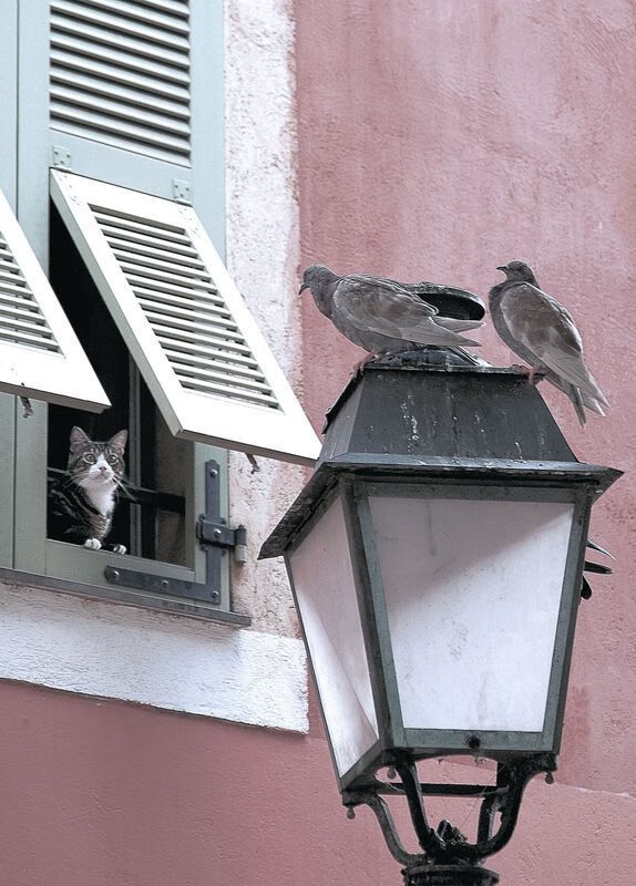 降维打击！詹姆斯化身重装坦克，浙江男篮防线遭全面碾压