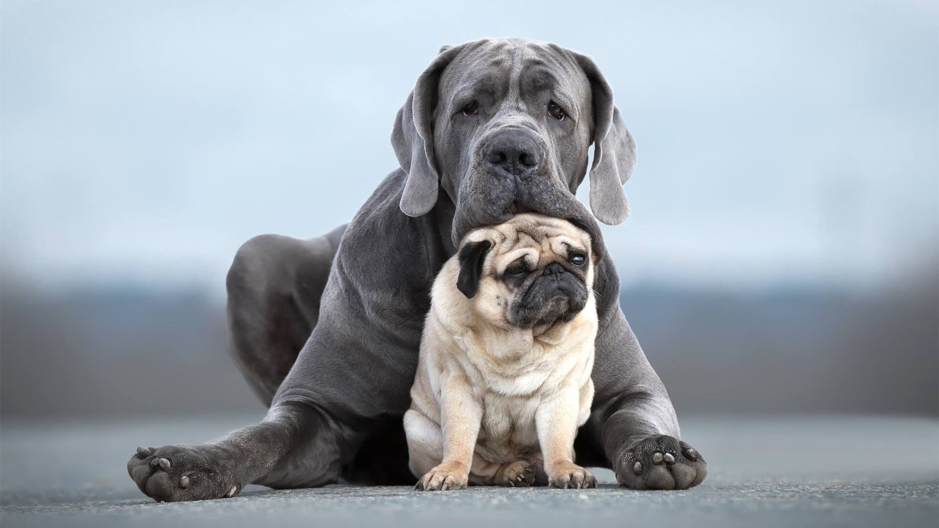 矛尖刺破盾墙，马克西化身手术刀，快船靠唯一解法强行终结凯尔特人十六连胜