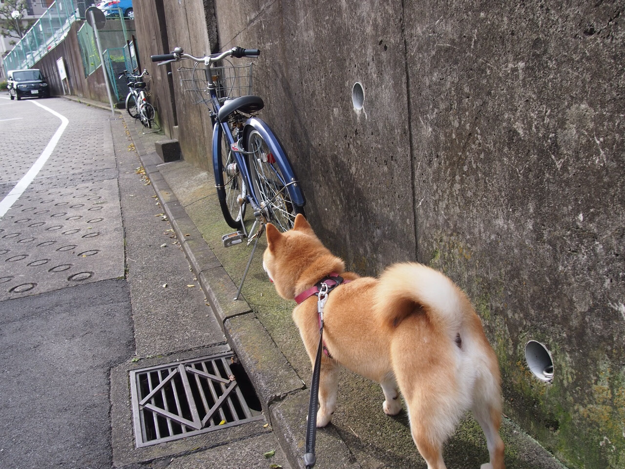 跨越两大洲的末节先生，澳大利亚绝杀启示录与恩佐的欧冠接管时刻