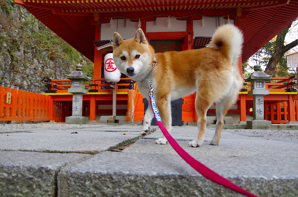 山脉与峡湾的对决，智利加时鏖战挪威，奥斯梅恩里程碑之夜