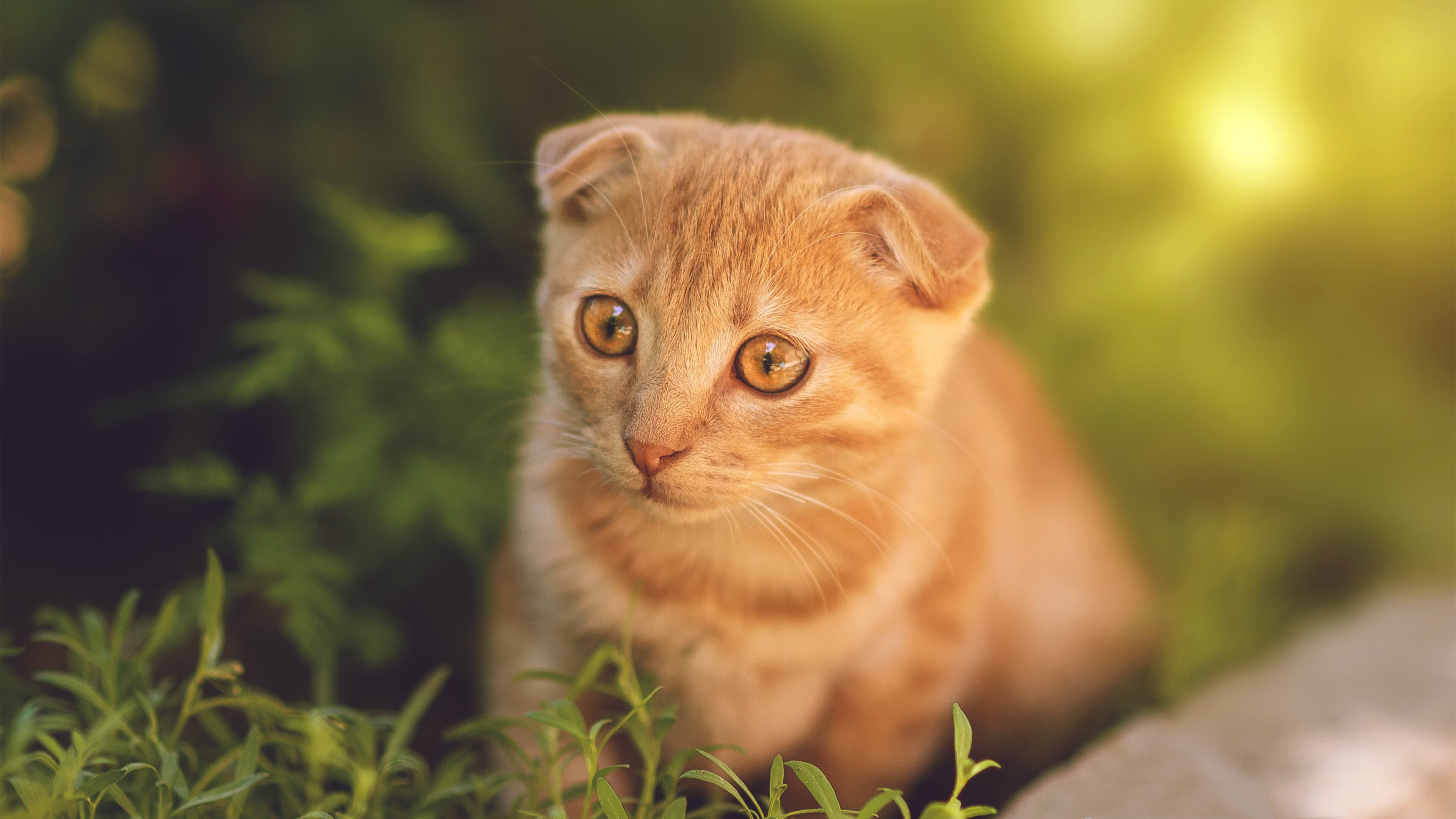 从迷失到闪耀，福克斯逆境重生，浙江队团队之力轻取猛龙