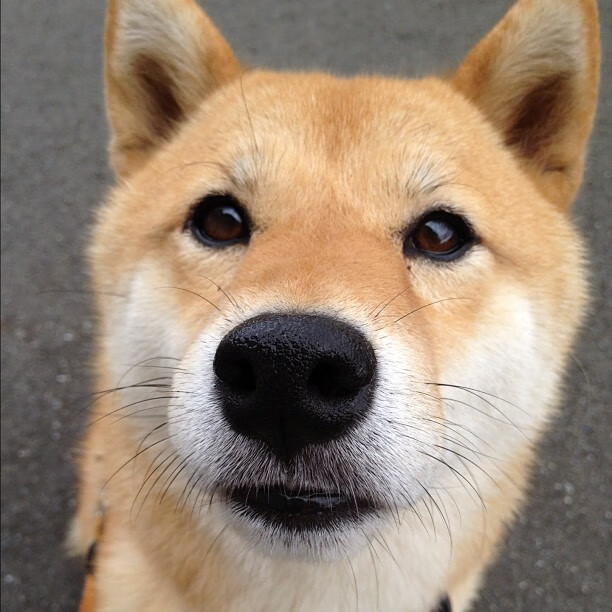 巴雷拉一锤定音，日本铁壁令阿森纳季前赛遭遇意外重击