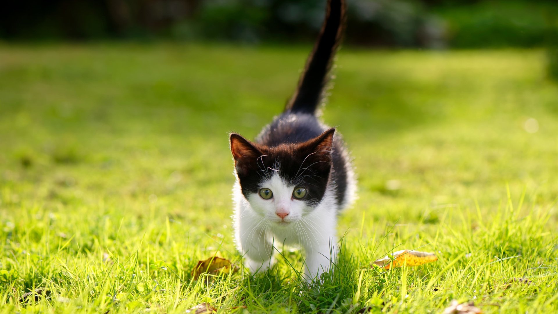 关键先生李刚仁!里昂欧冠硬仗拆解多特蒙德,亚洲核心改写历史夜