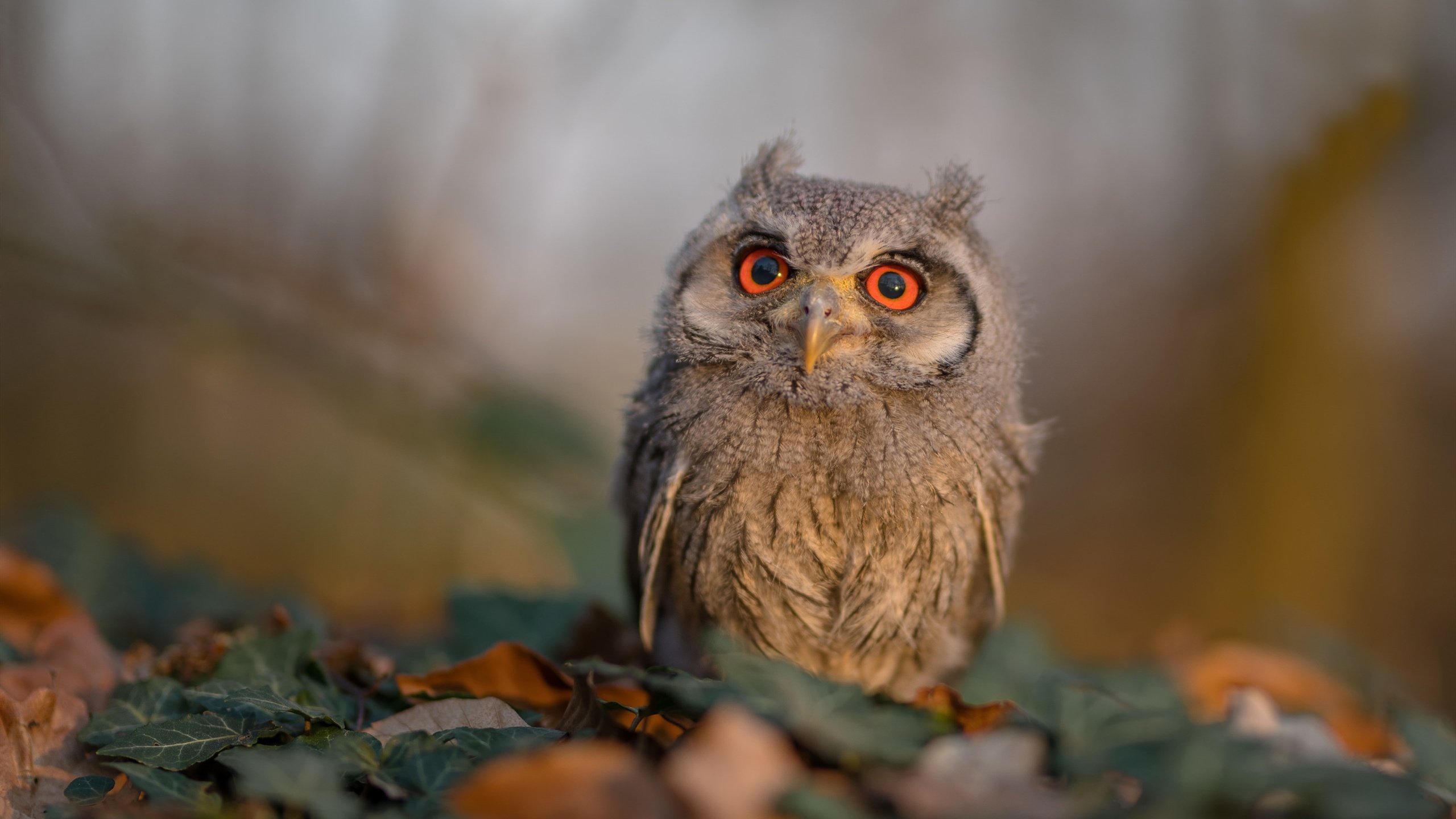 跨界巅峰战，广东队史诗级逆转淘汰马刺，杰伦格林末节狂飙定乾坤